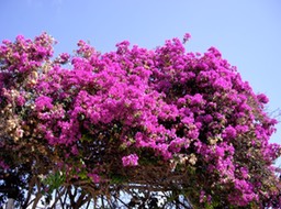 bouganvilla_med